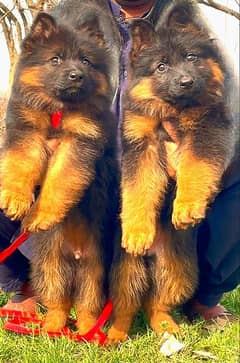 German shepherd puppies My WhatsApp No 0323<871>41×35
