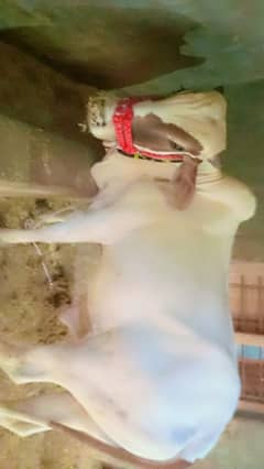 Dowanda White Desi Bull
