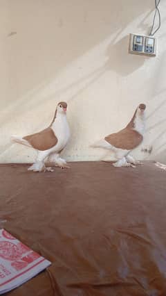 lahore sherazi pigeon Breeder pair