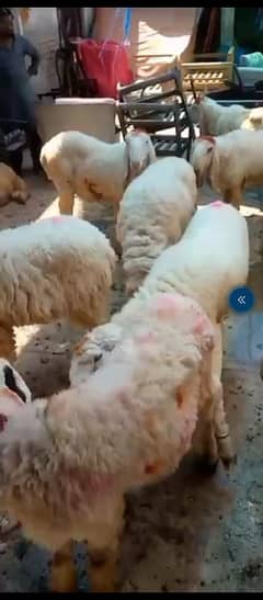 sheep for qurbani sunnat e ibrahimi