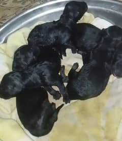 Black shepherd baby