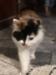 Price 25K - 1-Year-Old Female Persian Cat – Triple Coated Vaccinated