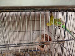 pair for urgent sale breeder Australian birds