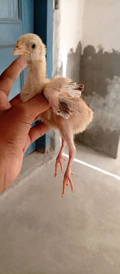 cuter mia wali