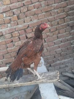 walti Cross female for sale breeder
