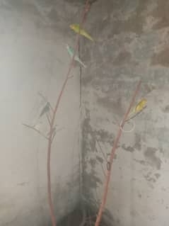 Female budgies for sale