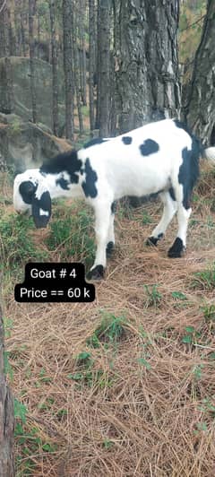 Goat |قربانی کا بکرا|  |Bakra | Qurbani Goat for sale | Tangi, Kahuta