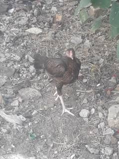 6 month aseel mianwali 2 female 1 Male
