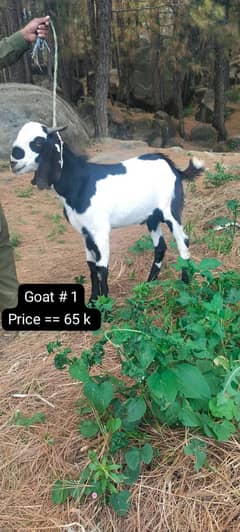 13 Goats In Kahuta | Bakra بکرا | Qurbani Goat for sale قربانی کا بکرا