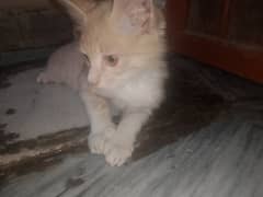 cat category