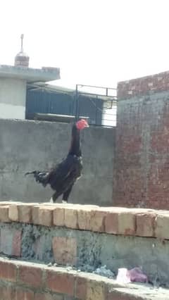 Thai Aseel Murga