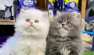 Persian kittens pair