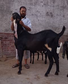 Bakra for sale