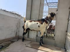 bakra,betal