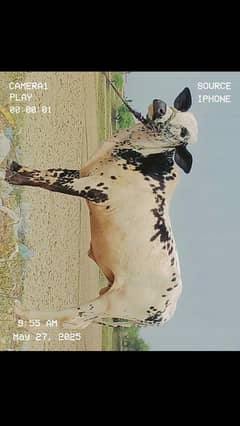 Bull