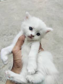 cat baby