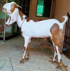 bakra 2 dant