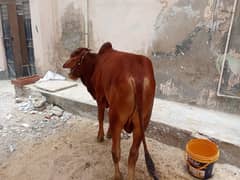 Cow