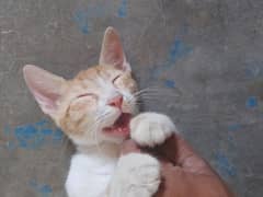 cute cat