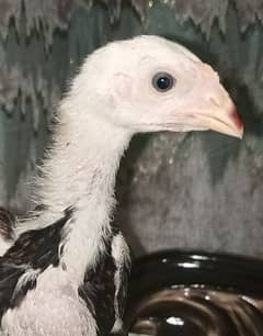Japanese o shamo / chicks / murga / Aseel / shamo / female / hens