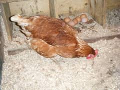 Lohman brown female and ayam cemani