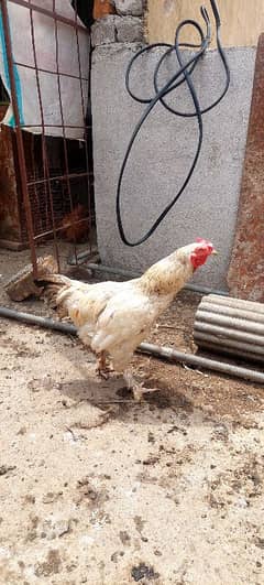 male for sale