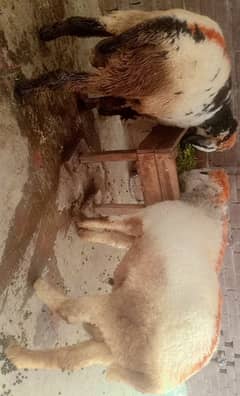 2dant Heavy weight Chatry for sel