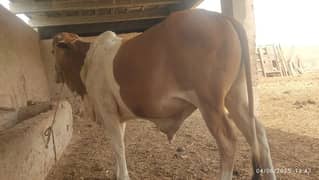 low range janwar
