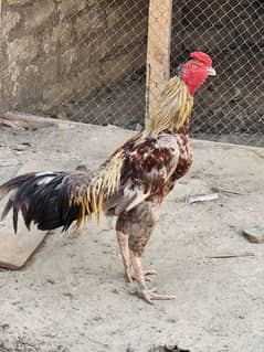 aseel murgha patta