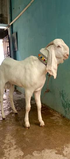 white Beautiful jorii pure white