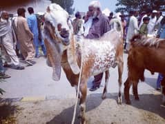 قربانی کے بکرے