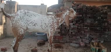 Eid Bakra For Sale