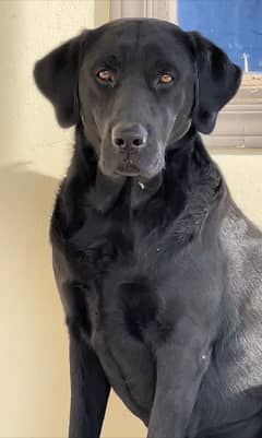 Pure American labrador 2years age, proper maintained & well manered