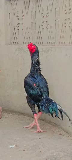 2 pair Thai Aseel