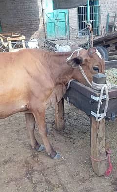 2 Dant Wachi For sale