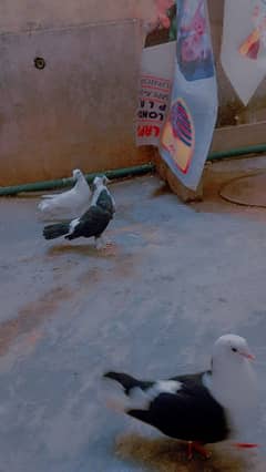 dopahar andon ke sath hai