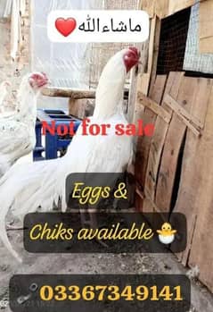 Heera Aseel + Cheeni Miawali Aseel ka Fresh & fertile eggs available