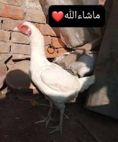 Heera