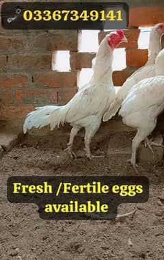 Heera Aseel Cross cheeni Miawali Aseel fresh & Fertile Eggs available