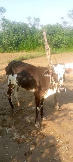 2daant vachi for sale Contact 03125173572