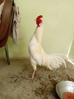 Top Quality  aseel ungent sale