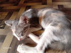 Russian kitten