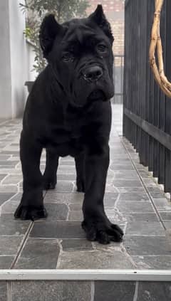 Cane corso imported pedigree microchipped male puppy available here