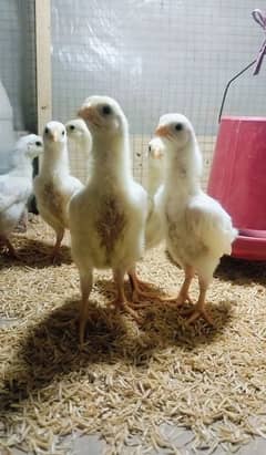 Shamo Chicks | White Oh Shamo | king size shamo | Shamo aseel | Shamo