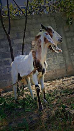 donda Bakra for sell