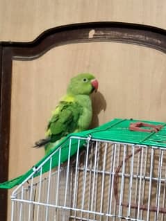 green parrot baby