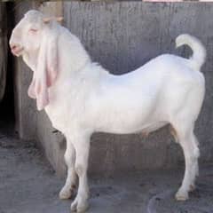 qasai