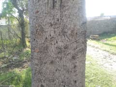 sumbal ka drakht shitring use