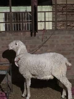 Sheep