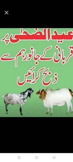qurbaani